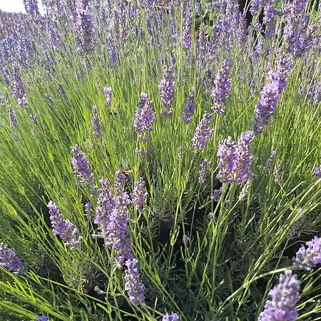 Kuca Za Odmor Ivanka * Ražanj