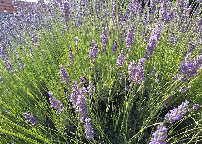 Kuca Za Odmor Ivanka * Ražanj